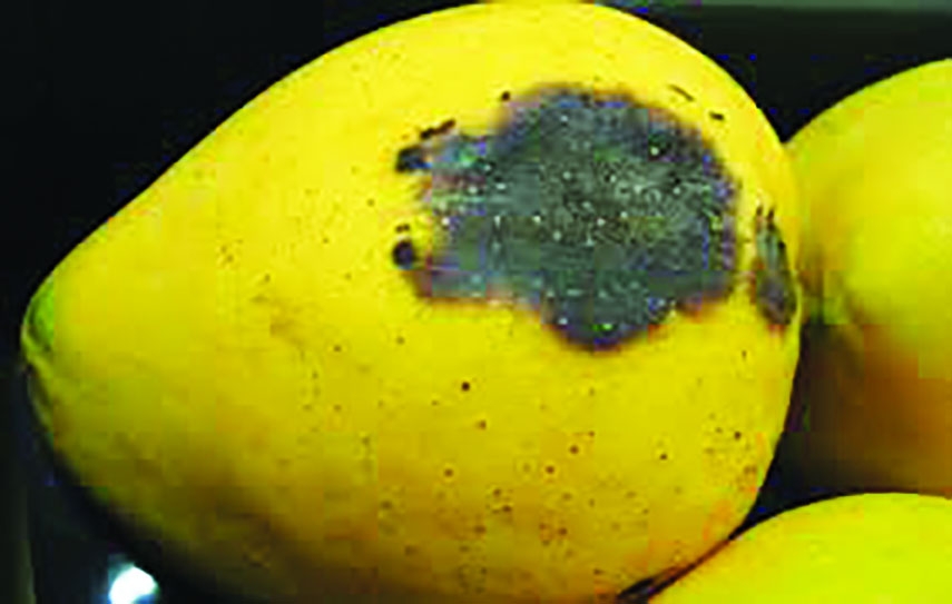 Mango Root Rot Anthracnose and Stem End Rot of Mango: Causes, Damage and Control ...