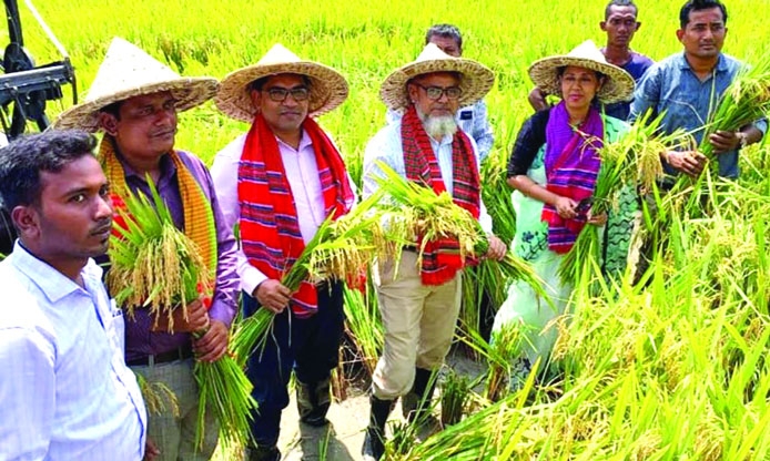 Boro rice harvesting festival held in Thakurgaon