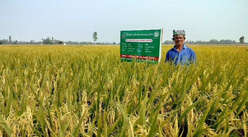 BRRI-102 rice variety raises hope among Dinajpur farmers | The Asian