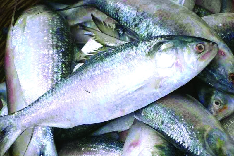 Joy rises with Hilsa in Barguna despite surging prices
