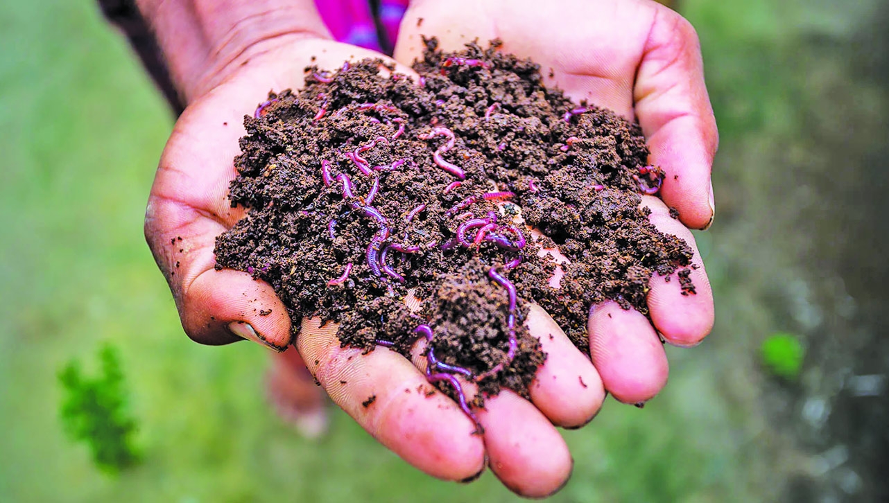 Vermicomposting Bridges Up Strident Agricultural Economy and Healthy Crop Production