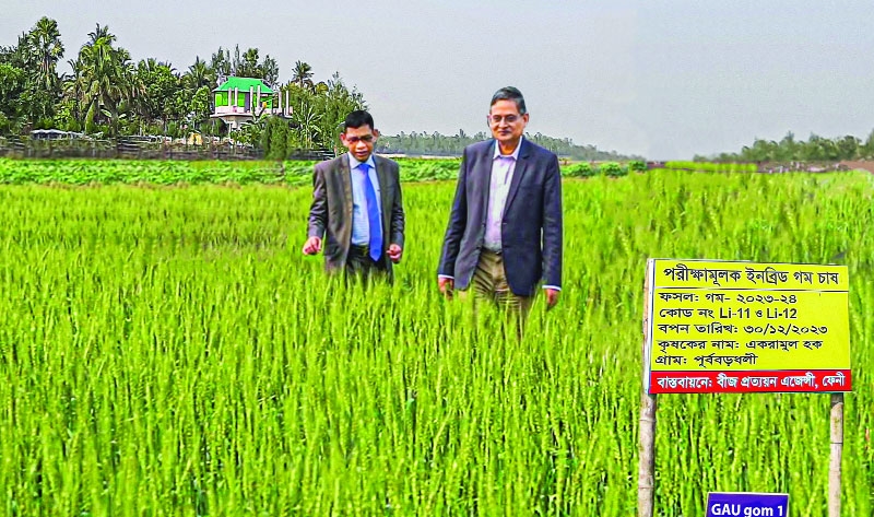 GAU develops high salt tolerant  wheat variety 'GAU gom 1'