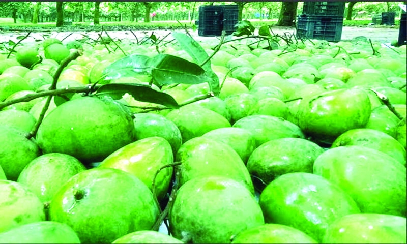 Tk 200cr 'Haribhanga' mango businesses likely in Rangpur 
