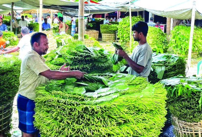 Moheshkhali's betel leaf farmers struggle amidst price plunge