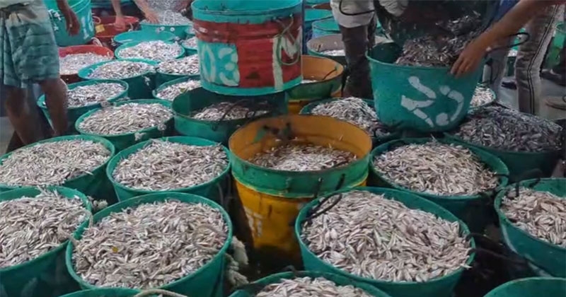 Fishing at Kaptai Lake resumes after  3-month ban