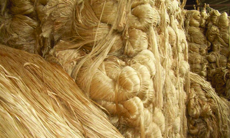 Bumper jute production in Narail