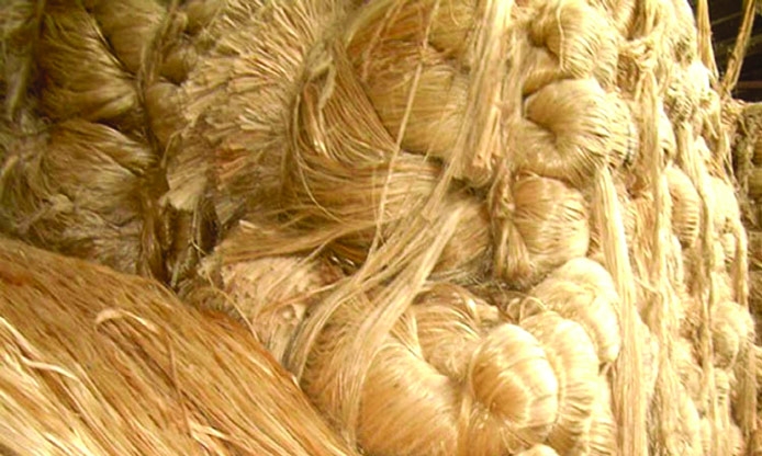 Farmers keen to cultivate jute in Dinajpur