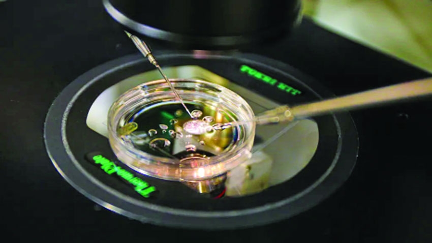 Scientists make embryos from  human skin DNA  for first time 