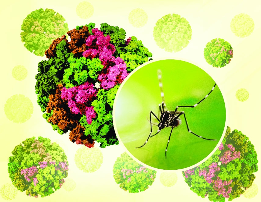 Chikungunya Is an Emerging Disease in Dhaka City!