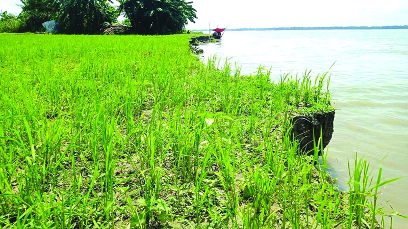 Erosion fear grips Sirajganj residents as Jamuna rises