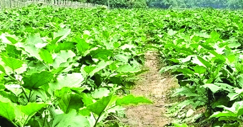 Early winter vegetable cultivation gains momentum across Khulna division