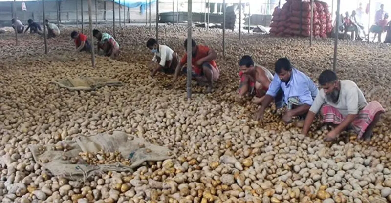 Joypurhat potato growers face  major losses amid price fall