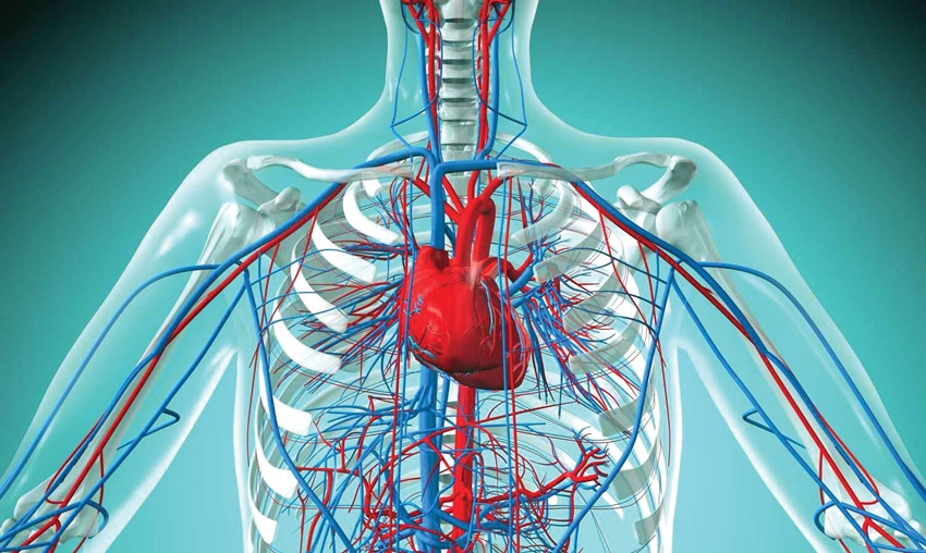 Researchers develop GaNF framework to boost cardiovascular treatment ...