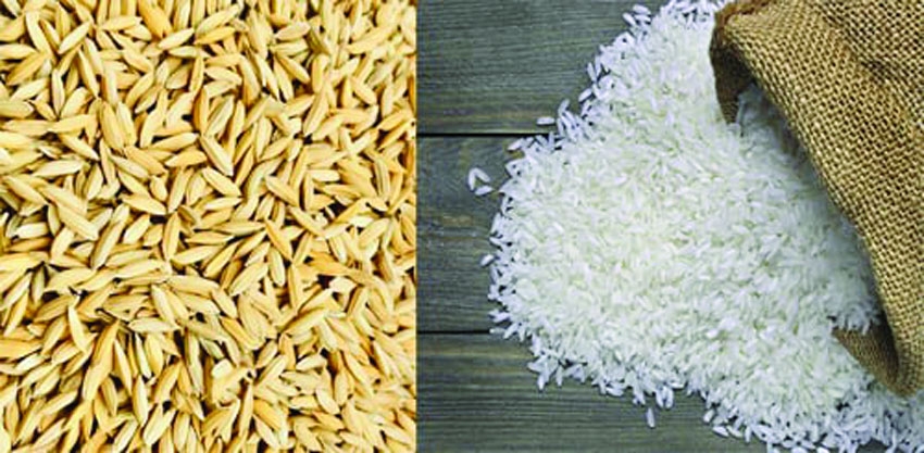 Govt to procure  7 lakh MTs rice, paddy