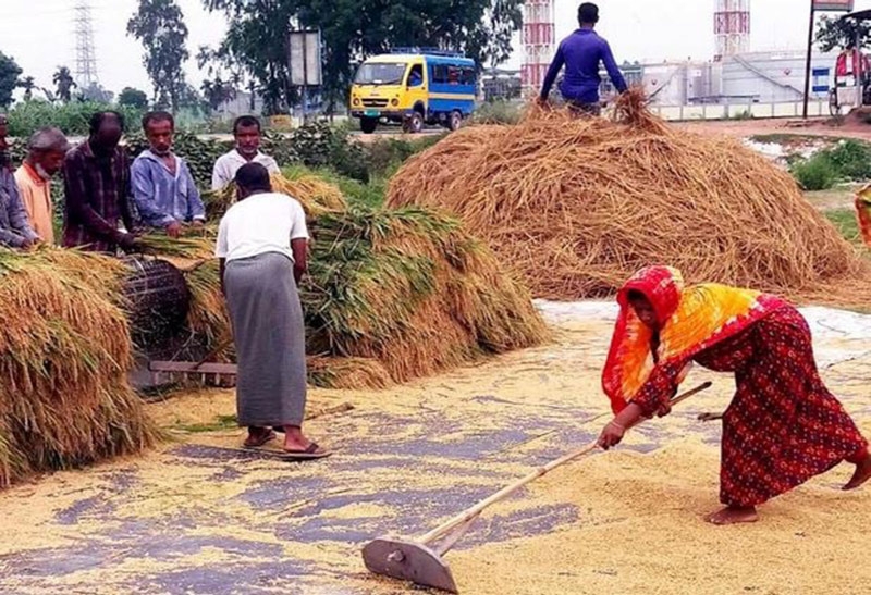 Rangpur to produce  record 35.54 lakh tonnes clean Boro rice