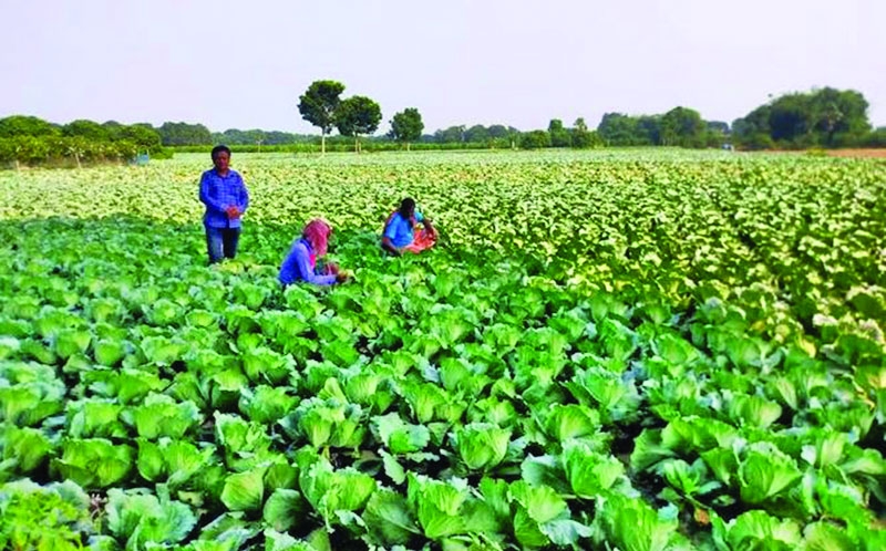 Bumper winter vegetables yield expected in Rajshahi 