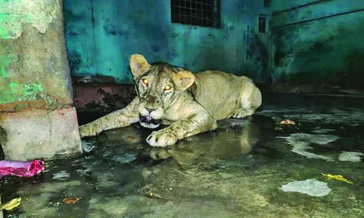 Escaped lion returned to cage at National Zoo after 2.5 hrs