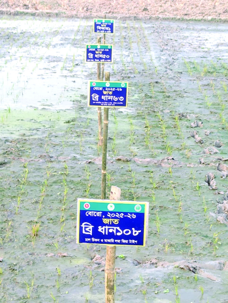 BRRI sets up exhibition  of 54 Boro rice varieties  in Dinajpur 