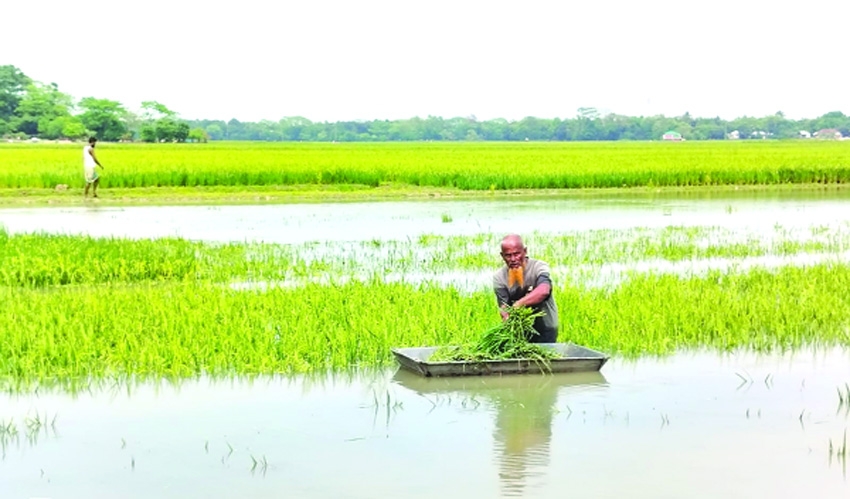 Netrokona haor farmers face losses as Boro paddy fields go under water