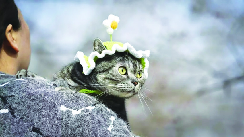 Streaming channel for pets launched in China