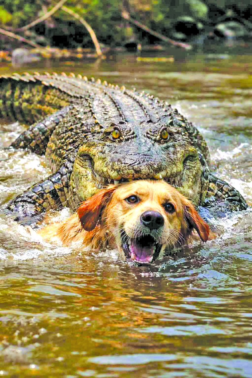 Legal notice seeks quick action on throwing dog to crocodile