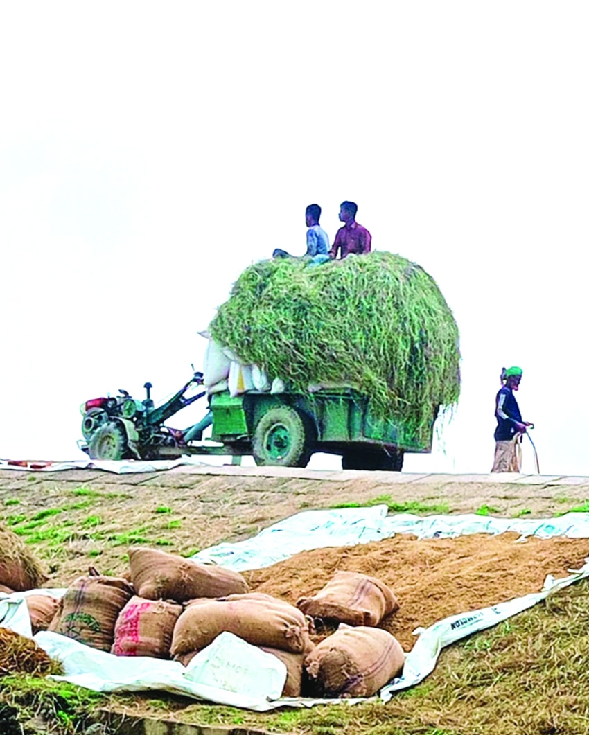 Netrakona haor farmers worry as fuel crisis may impact paddy harvesting 