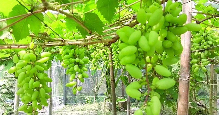 Foreign grape farming brings success in Kurigram, inspires local growers