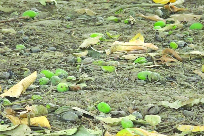 Mangoes dropping, litchis cracking  in Rajshahi heatwave