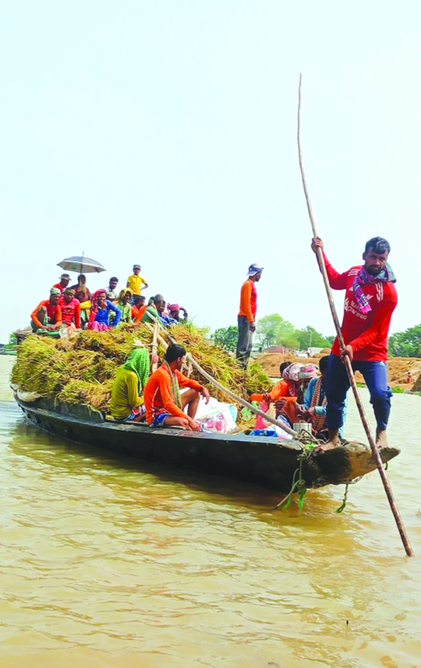 Paddy harvesting being halted by adverse weather in haor