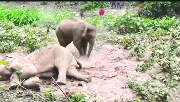 Poachers take away dead elephant's trunk and legs