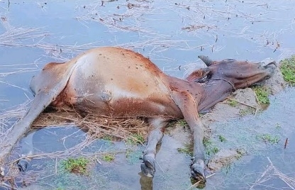 Female farmer dies in Kalapara due to lightning