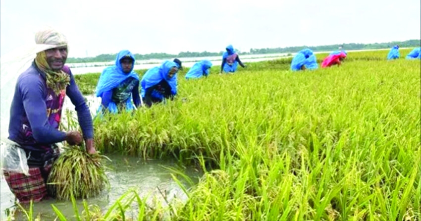 Tk 200cr paddy damaged as floods devastate Sunamganj haors