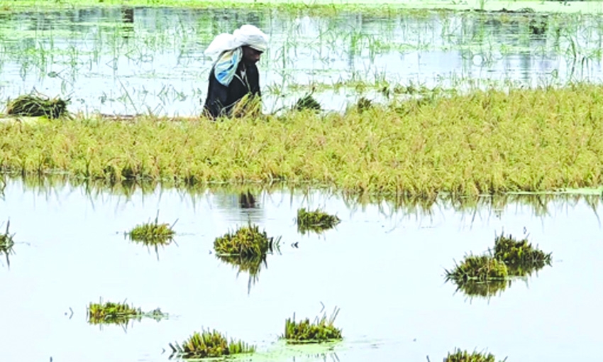 River water rises in Kishoreganj, haor crops face threat