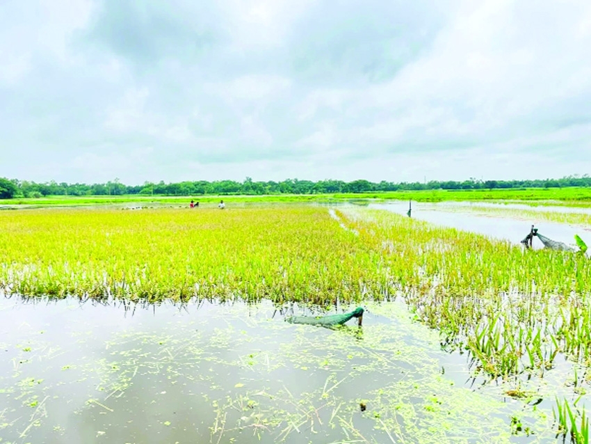 Kurigram residents face fresh displacement as Teesta devours land