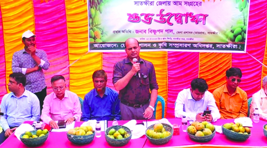 Mango harvesting begins in Satkhira