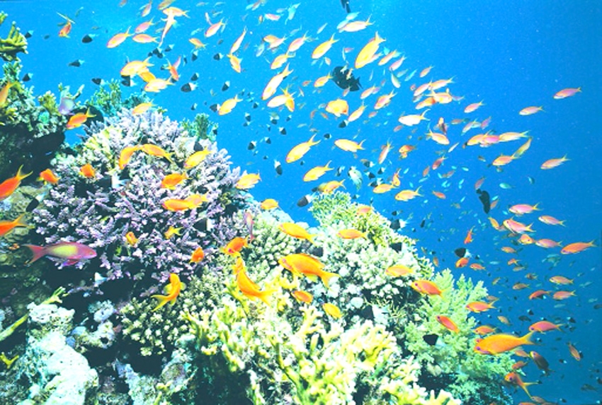 Aquatic ecosystems are at stake due to microplastics