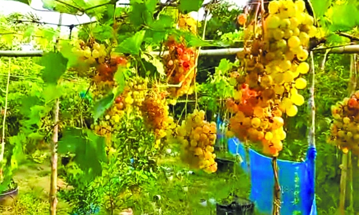 Tayebur's grape farming sets unique example in Paikgachha