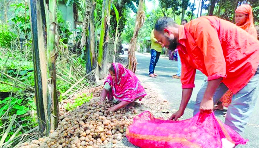 Rangpur farmers dump potatoes as prices crash below cost