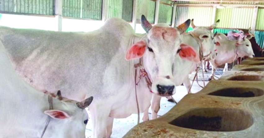 Sirajganj farmers gear up for Eid cattle trade with over 617,000 sacrificial animals