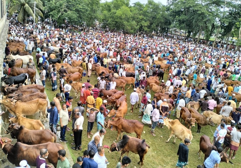 BAU expert warns of disease risks from Eid sacrificial animals to humans
