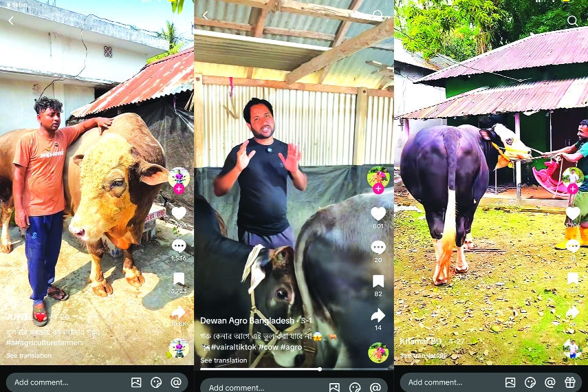3 accounts to follow to know more about Qurbani cattle
