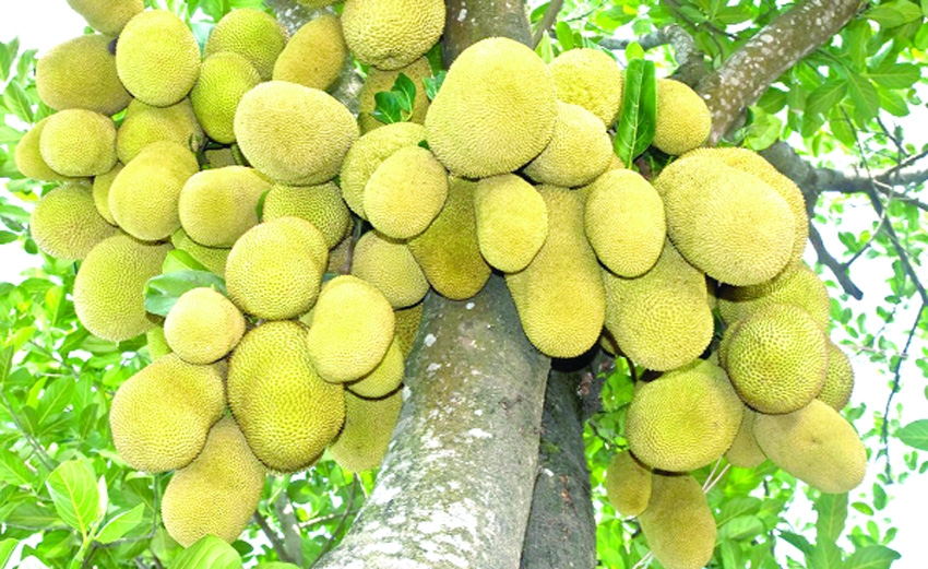 Jackfruit cultivation to boost nutrition, economic dev in Patuakhali