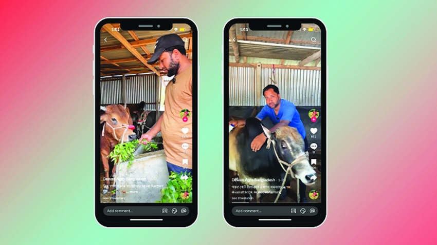 Story of Sabuj: Showcasing cattle business on TikTok