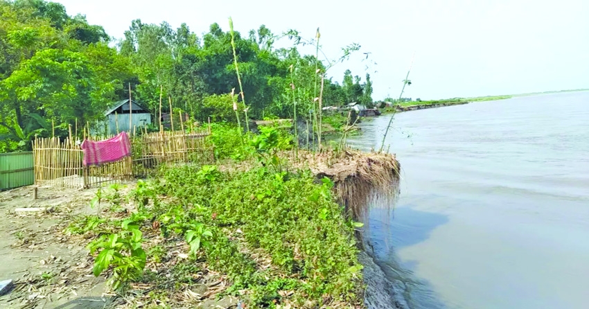 Brahmaputra erosion leaves 30 families homeless in Kurigram 