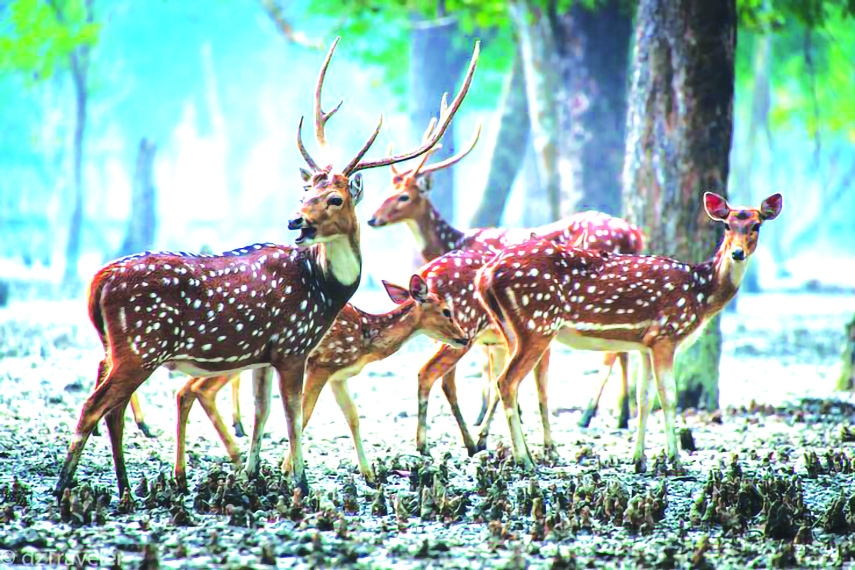 The Role of Sundarbans in Preserving Biodiversity and Carbon Storage