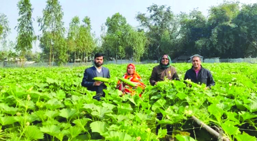 Dinajpur's Mizanur sets example with super green bottle gourd cultivation
