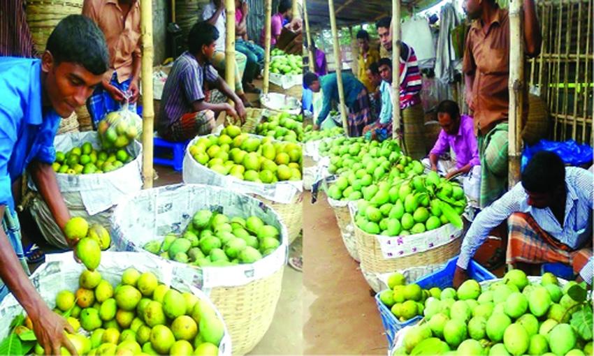 'Haribhanga mango' business may fetch Tk 300 crore in Rangpur