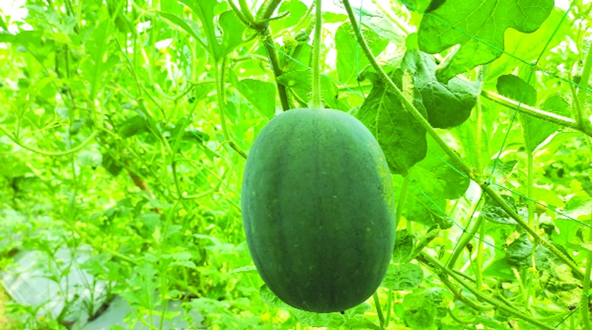 Summer watermelon farming in Narsingdi for the first time 