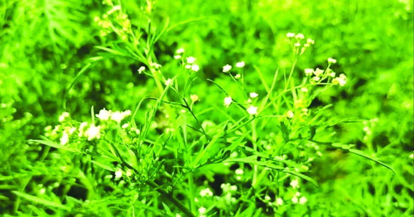 Invasive parthenium emerges as threat to crops, health in Chuadanga