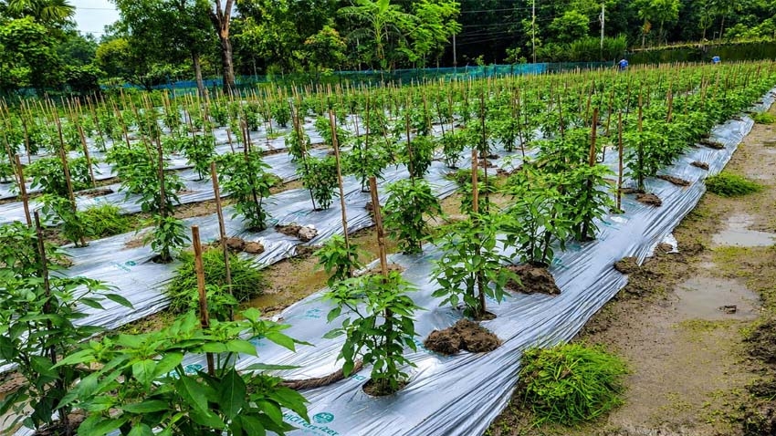 Mulching Technology in Agriculture: VAT Support Can Reduce Farmers’ Costs and Boost Productivity